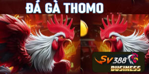 Trường đấu Thomo live trực tiếp tại sv388
